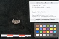 Foto (Objekt + Etikett) von Phymatocaryon mackayi F.V. Mueller (NHMW-GEO-2024-0188-10461)